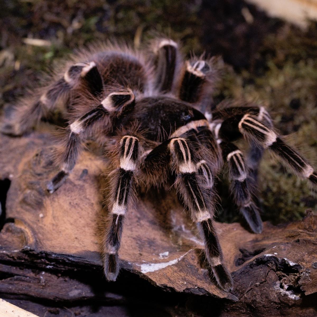 Acanthoscurria geniculata 1